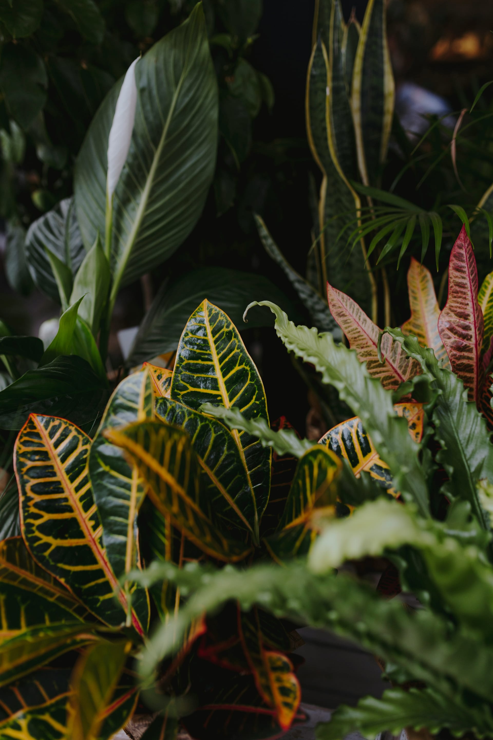 Closeup of green foliage plants in a garden